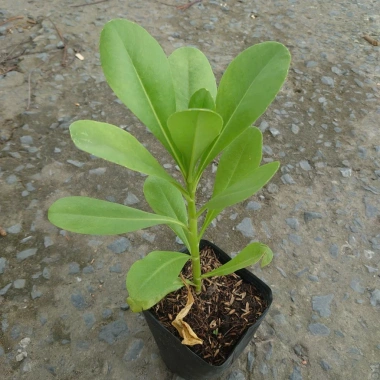 Cây Phong Ba - Cây cảnh sân vườn trồng nền, sức sống mãnh liệt, giao chậu nhựa, chỉ 25.000đ (giá gốc 32.500đ) 8