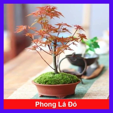 Cây phong lá đỏ - Cây cảnh để bàn giá ưu đãi 135k, phong cách nội thất sang trọng