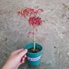 Cây phong lá đỏ - Cây cảnh để bàn giá ưu đãi 135k, phong cách nội thất sang trọng 2