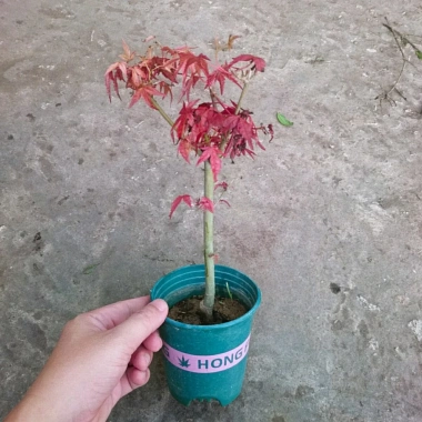 Cây phong lá đỏ - Cây cảnh để bàn giá ưu đãi 135k, phong cách nội thất sang trọng 2 Cây phong lá đỏ - Cây cảnh để bàn giá ưu đãi 135k, phong cách nội thất sang trọng 2