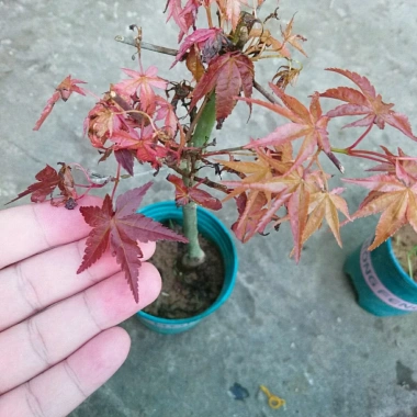 Cây phong lá đỏ - Cây cảnh để bàn giá ưu đãi 135k, phong cách nội thất sang trọng 3 Cây phong lá đỏ - Cây cảnh để bàn giá ưu đãi 135k, phong cách nội thất sang trọng 3