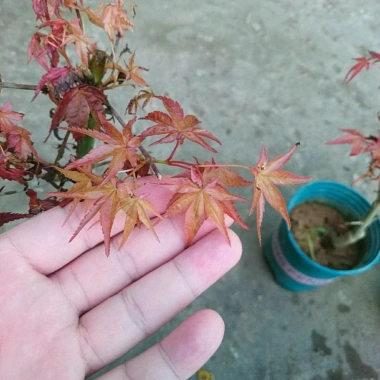 Cây phong lá đỏ - Cây cảnh để bàn giá ưu đãi 135k, phong cách nội thất sang trọng 4 Cây phong lá đỏ - Cây cảnh để bàn giá ưu đãi 135k, phong cách nội thất sang trọng 4