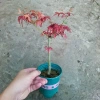 Cây phong lá đỏ - Cây cảnh để bàn giá ưu đãi 135k, phong cách nội thất sang trọng 5
