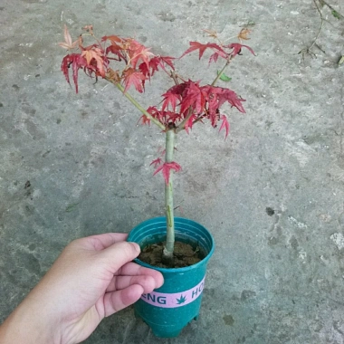 Cây phong lá đỏ - Cây cảnh để bàn giá ưu đãi 135k, phong cách nội thất sang trọng 5 Cây phong lá đỏ - Cây cảnh để bàn giá ưu đãi 135k, phong cách nội thất sang trọng 5