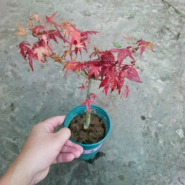 Cây phong lá đỏ - Cây cảnh để bàn giá ưu đãi 135k, phong cách nội thất sang trọng