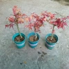 Cây phong lá đỏ - Cây cảnh để bàn giá ưu đãi 135k, phong cách nội thất sang trọng 7