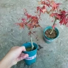 Cây phong lá đỏ - Cây cảnh để bàn giá ưu đãi 135k, phong cách nội thất sang trọng 8