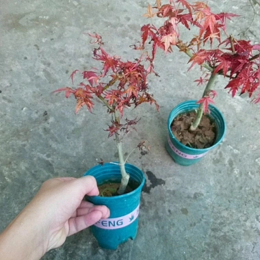 Cây phong lá đỏ - Cây cảnh để bàn giá ưu đãi 135k, phong cách nội thất sang trọng