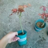 Cây phong lá đỏ - Cây cảnh để bàn giá ưu đãi 135k, phong cách nội thất sang trọng 9