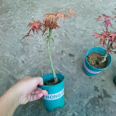 Cây phong lá đỏ - Cây cảnh để bàn giá ưu đãi 135k, phong cách nội thất sang trọng