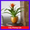 Cây phong lộc - Cây cảnh để bàn giá chỉ 35.000₫, giảm mạnh so với 43.400₫, mang không gian xanh tươi mát cho ngôi nhà