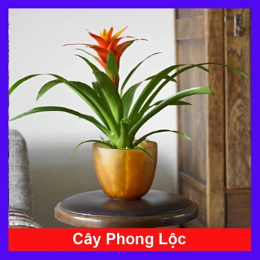 Cây phong lộc - Cây cảnh để bàn giá chỉ 35.000₫, giảm mạnh so với 43.400₫, mang không gian xanh tươi mát cho ngôi nhà