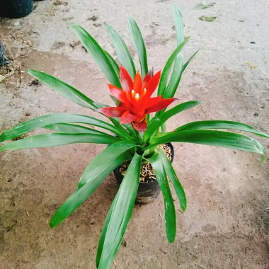 Cây phong lộc - Cây cảnh để bàn giá chỉ 35.000₫, giảm mạnh so với 43.400₫, mang không gian xanh tươi mát cho ngôi nhà