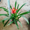 Cây phong lộc - Cây cảnh để bàn giá chỉ 35.000₫, giảm mạnh so với 43.400₫, mang không gian xanh tươi mát cho ngôi nhà 4