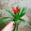 Cây phong lộc - Cây cảnh để bàn giá chỉ 35.000₫, giảm mạnh so với 43.400₫, mang không gian xanh tươi mát cho ngôi nhà 5