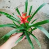Cây phong lộc - Cây cảnh để bàn giá chỉ 35.000₫, giảm mạnh so với 43.400₫, mang không gian xanh tươi mát cho ngôi nhà 6