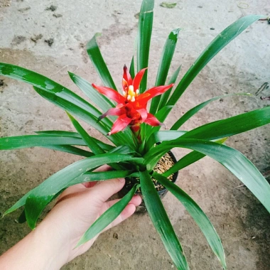Cây phong lộc - Cây cảnh để bàn giá chỉ 35.000₫, giảm mạnh so với 43.400₫, mang không gian xanh tươi mát cho ngôi nhà