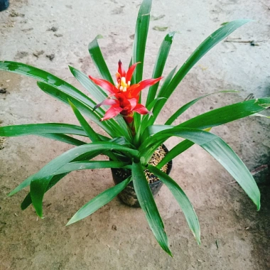 Cây phong lộc - Cây cảnh để bàn giá chỉ 35.000₫, giảm mạnh so với 43.400₫, mang không gian xanh tươi mát cho ngôi nhà