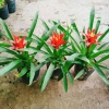 Cây phong lộc - Cây cảnh để bàn giá chỉ 35.000₫, giảm mạnh so với 43.400₫, mang không gian xanh tươi mát cho ngôi nhà 9