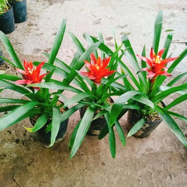 Cây phong lộc - Cây cảnh để bàn giá chỉ 35.000₫, giảm mạnh so với 43.400₫, mang không gian xanh tươi mát cho ngôi nhà 9 Cây phong lộc - Cây cảnh để bàn giá chỉ 35.000₫, giảm mạnh so với 43.400₫, mang không gian xanh tươi mát cho ngôi nhà 9