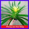 Cây Phong Lộc Hoa Vàng - Cây cảnh để bàn ảnh thật, giao như video, giá chỉ 38.000₫