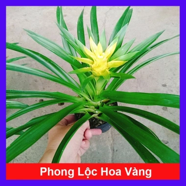 Cây Phong Lộc Hoa Vàng - Cây cảnh để bàn ảnh thật, giao như video, giá chỉ 38.000₫