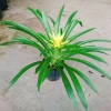 Cây Phong Lộc Hoa Vàng - Cây cảnh để bàn ảnh thật, giao như video, giá chỉ 38.000₫ 2