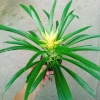 Cây Phong Lộc Hoa Vàng - Cây cảnh để bàn ảnh thật, giao như video, giá chỉ 38.000₫ 3