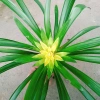 Cây Phong Lộc Hoa Vàng - Cây cảnh để bàn ảnh thật, giao như video, giá chỉ 38.000₫ 4