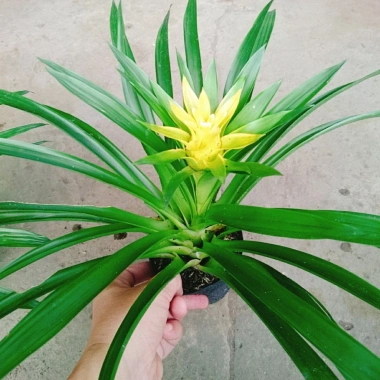 Cây Phong Lộc Hoa Vàng - Cây cảnh để bàn ảnh thật, giao như video, giá chỉ 38.000₫