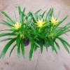 Cây Phong Lộc Hoa Vàng - Cây cảnh để bàn ảnh thật, giao như video, giá chỉ 38.000₫ 6