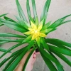 Cây Phong Lộc Hoa Vàng - Cây cảnh để bàn ảnh thật, giao như video, giá chỉ 38.000₫ 7