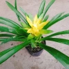 Cây Phong Lộc Hoa Vàng - Cây cảnh để bàn ảnh thật, giao như video, giá chỉ 38.000₫ 8