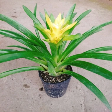 Cây Phong Lộc Hoa Vàng - Cây cảnh để bàn ảnh thật, giao như video, giá chỉ 38.000₫ 9 Cây Phong Lộc Hoa Vàng - Cây cảnh để bàn ảnh thật, giao như video, giá chỉ 38.000₫ 9