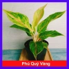 Cây Phú Quý Vàng - Cây cảnh để bàn phong thủy, may mắn tài lộc, giảm giá 28,000₫