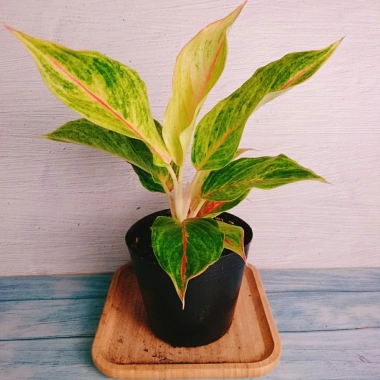Cây Phú Quý Vàng - Cây cảnh để bàn phong thủy, may mắn tài lộc, giảm giá 28,000₫