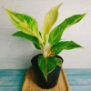Cây Phú Quý Vàng - Cây cảnh để bàn phong thủy, may mắn tài lộc, giảm giá 28,000₫ 5
