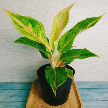 Cây Phú Quý Vàng - Cây cảnh để bàn phong thủy, may mắn tài lộc, giảm giá 28,000₫