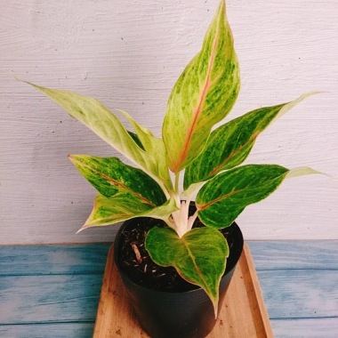 Cây Phú Quý Vàng - Cây cảnh để bàn phong thủy, may mắn tài lộc, giảm giá 28,000₫ 6 Cây Phú Quý Vàng - Cây cảnh để bàn phong thủy, may mắn tài lộc, giảm giá 28,000₫ 6