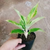 Cây Phú Quý Vàng - Cây cảnh để bàn phong thủy, may mắn tài lộc, giảm giá 28,000₫ 7