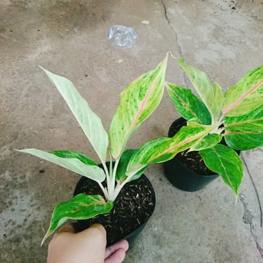 Cây Phú Quý Vàng - Cây cảnh để bàn phong thủy, may mắn tài lộc, giảm giá 28,000₫