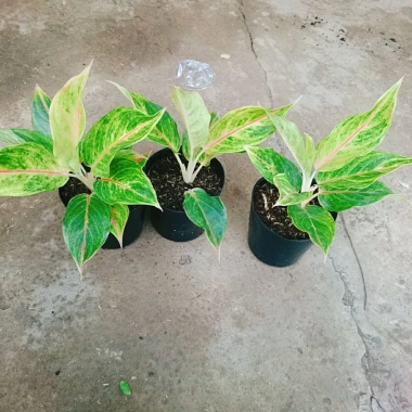 Cây Phú Quý Vàng - Cây cảnh để bàn phong thủy, may mắn tài lộc, giảm giá 28,000₫