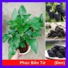 Cây phúc bồn tử (cây mâm xôi) - Cây cảnh sân vườn, giảm giá, chỉ 65.000 VND