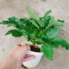 Cây phúc bồn tử (cây mâm xôi) - Cây cảnh sân vườn, giảm giá, chỉ 65.000 VND 2
