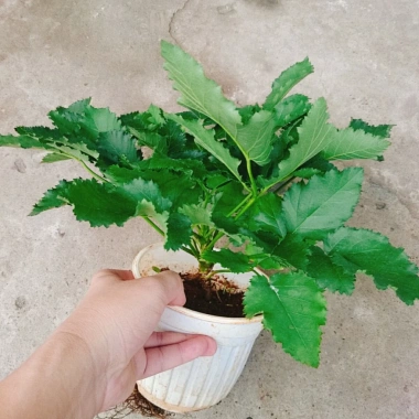Cây phúc bồn tử (cây mâm xôi) - Cây cảnh sân vườn, giảm giá, chỉ 65.000 VND
