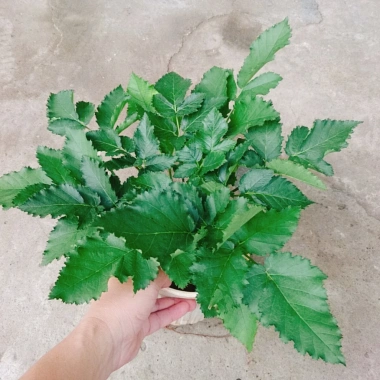 Cây phúc bồn tử (cây mâm xôi) - Cây cảnh sân vườn, giảm giá, chỉ 65.000 VND