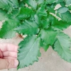 Cây phúc bồn tử (cây mâm xôi) - Cây cảnh sân vườn, giảm giá, chỉ 65.000 VND 4