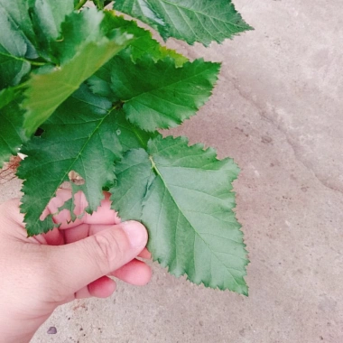 Cây phúc bồn tử (cây mâm xôi) - Cây cảnh sân vườn, giảm giá, chỉ 65.000 VND 5 Cây phúc bồn tử (cây mâm xôi) - Cây cảnh sân vườn, giảm giá, chỉ 65.000 VND 5