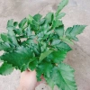 Cây phúc bồn tử (cây mâm xôi) - Cây cảnh sân vườn, giảm giá, chỉ 65.000 VND 6