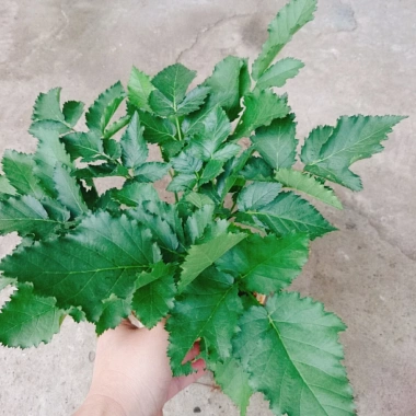 Cây phúc bồn tử (cây mâm xôi) - Cây cảnh sân vườn, giảm giá, chỉ 65.000 VND